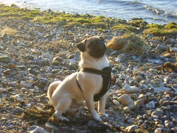 Mops ¤Luie¤ - En dejlig tur ved vandet.. billede 9