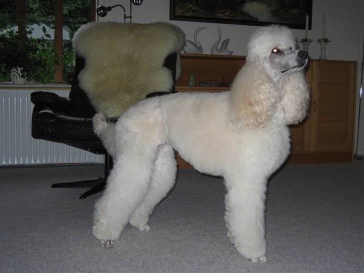 Storpuddel Nakita P.I.P. 28-7-2011 billede 15