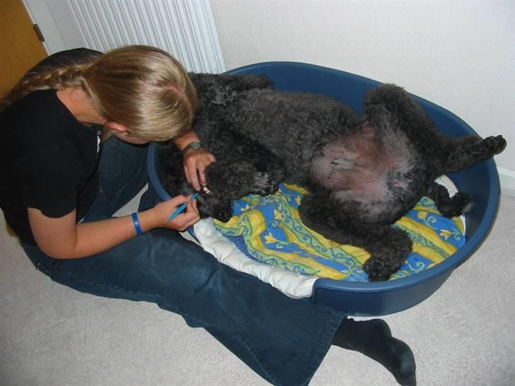 Storpuddel Sonny - Så får vi renset tænder, det er bare hyggeligt. billede 10