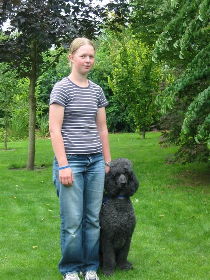 Storpuddel Sonny - Vi er så småt begyndt på lydighed. billede 11