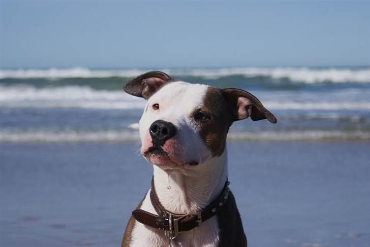 Amerikansk staffordshire terrier Balto - Under 12 uger :)   billede 1