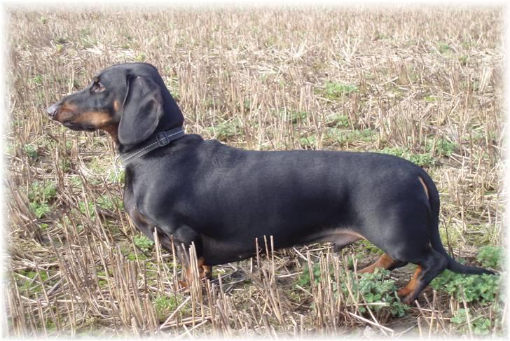 Gravhund Manse billede 13