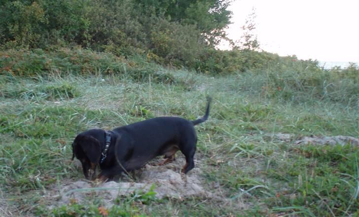 Gravhund Manse - Graver efter mus. billede 14