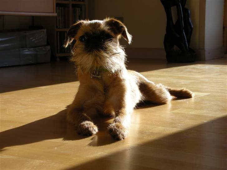 Griffon bruxellois Eddie - Dejligt med en solstribe at hygge i. billede 2