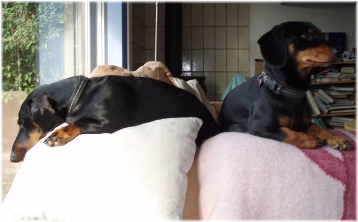 Gravhund Manse - Hygge i sofaen. billede 15