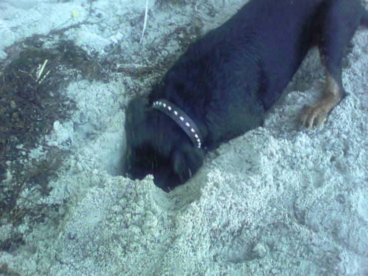 Rottweiler Laika - er jeg på stranden ..  billede 11