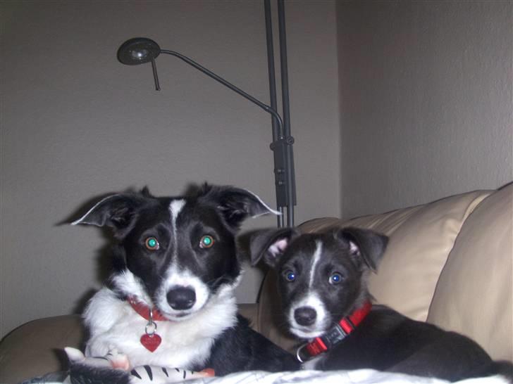 Blanding af racer Filuca - Se hvor pænt vi kan sidde ved siden af hinanden når vi skal have taget billede:-) billede 7