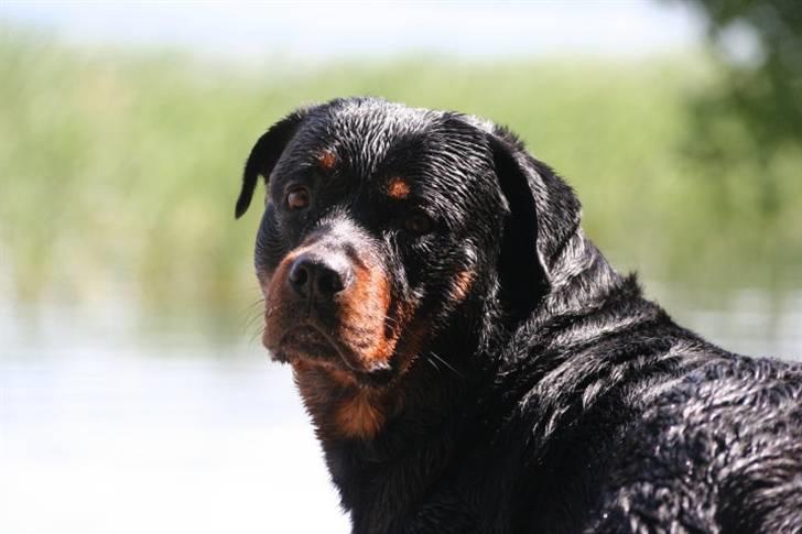 Rottweiler Basse billede 1