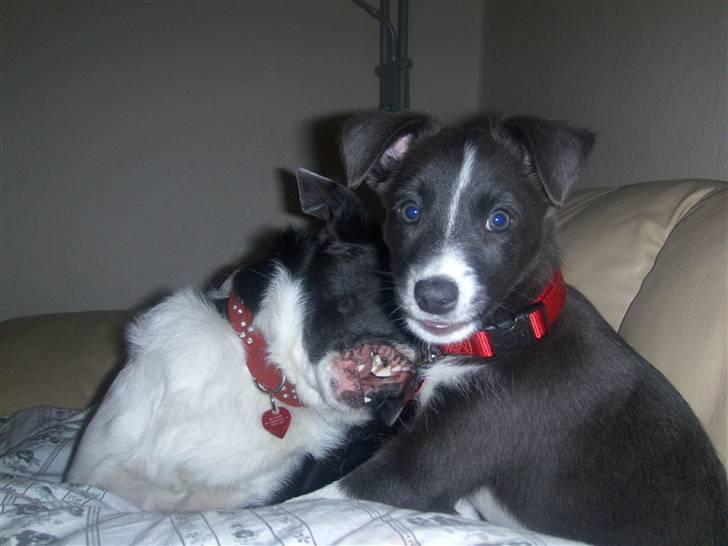 Blanding af racer Filuca - Så yndig en lille pige... billede 8