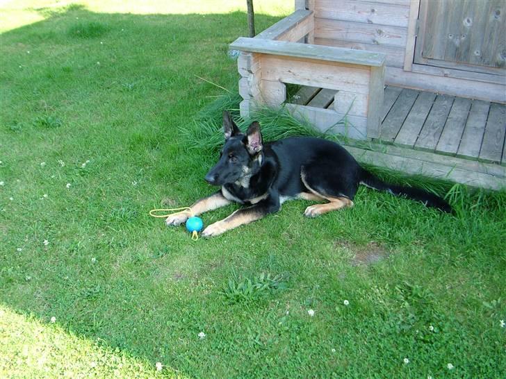 Schæferhund Nero - Her ligger jeg med min ynglings boldt billede 4