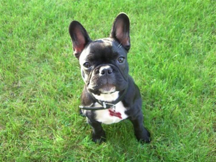 Fransk bulldog Coco +2007-2009+ R.I.P. billede 13