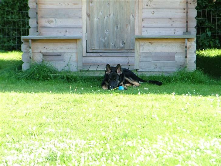 Schæferhund Nero - Jeg tager lige en slapper billede 5