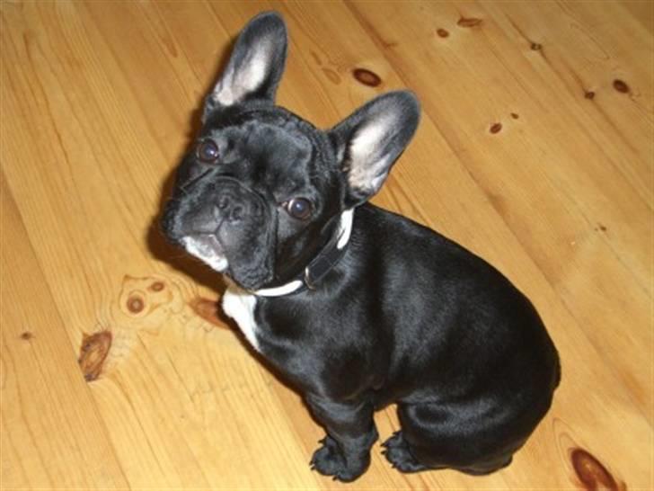 Fransk bulldog Coco +2007-2009+ R.I.P. billede 14