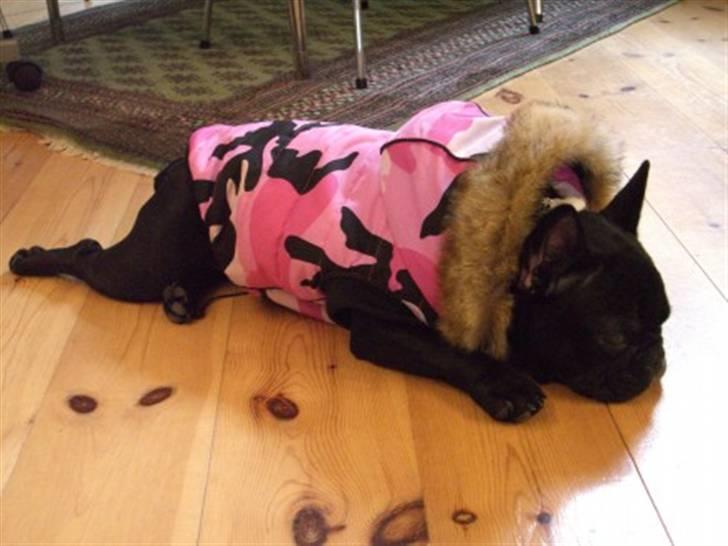 Fransk bulldog Coco +2007-2009+ R.I.P. billede 15