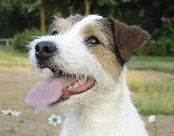 Parson russell terrier Ally billede 1