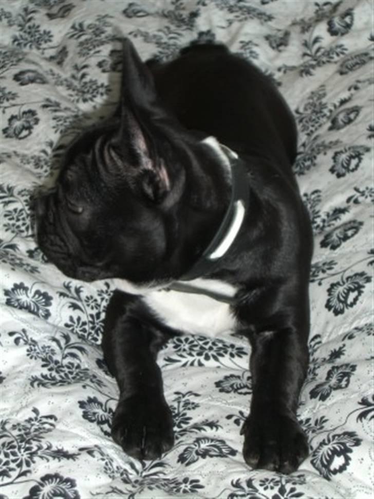 Fransk bulldog Coco +2007-2009+ R.I.P. billede 16