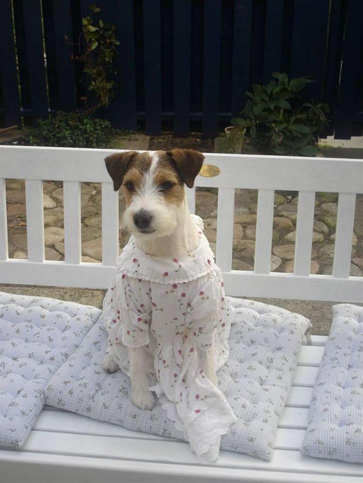 Parson russell terrier Ally billede 2