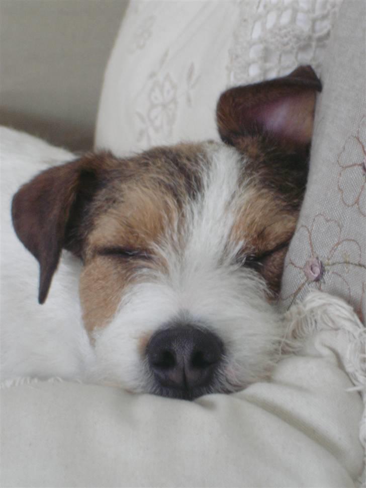 Parson russell terrier Ally billede 3