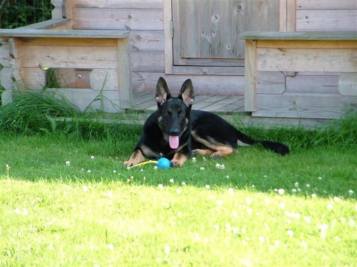 Schæferhund Nero - Har fundet lidt skygge hvor jeg kan holde øje med alt i min have. billede 6