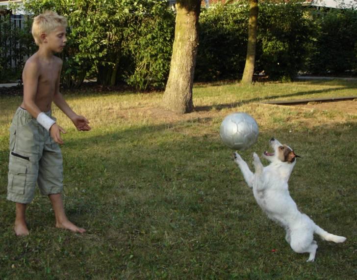 Parson russell terrier Ally billede 4