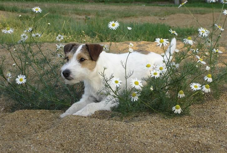 Parson russell terrier Ally billede 5