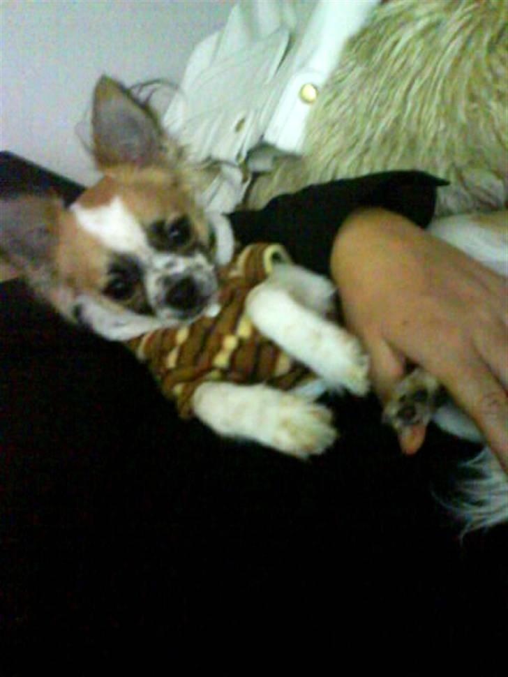 Chihuahua Niño - Det er kun Niño der kan se så lækker ud i en gammelmandsskjorte som denne...mums.  billede 12