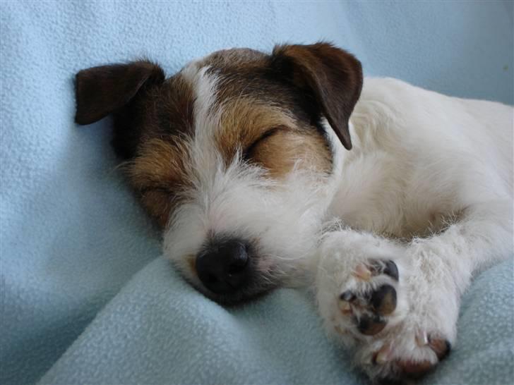 Parson russell terrier Ally billede 6