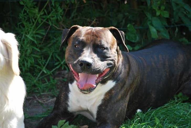 Blanding af racer Cody R.I.P - Billedet taget af Tomas Mygid Danskfotoservice.dk billede 1