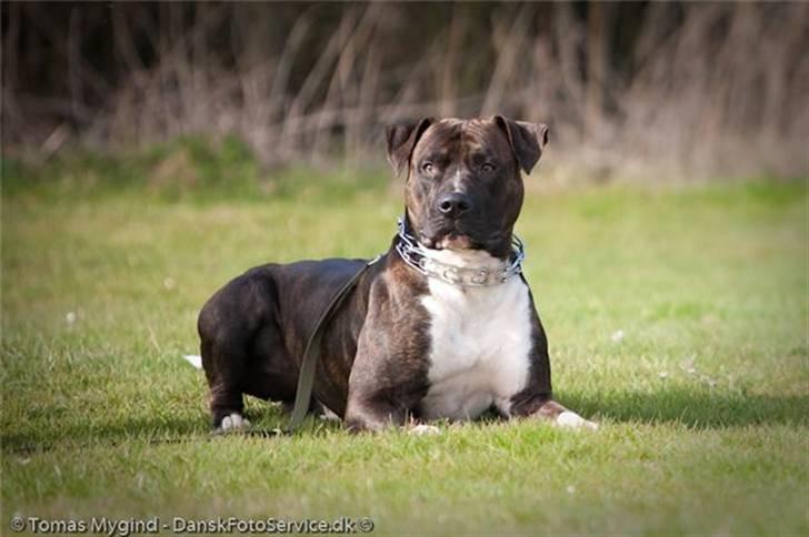 Blanding af racer Cody R.I.P - Billedet taget af Tomas Mygid Danskfotoservice.dk billede 2