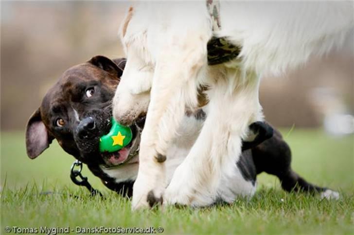 Blanding af racer Cody R.I.P - Billedet taget af Tomas Mygid Danskfotoservice.dk billede 4