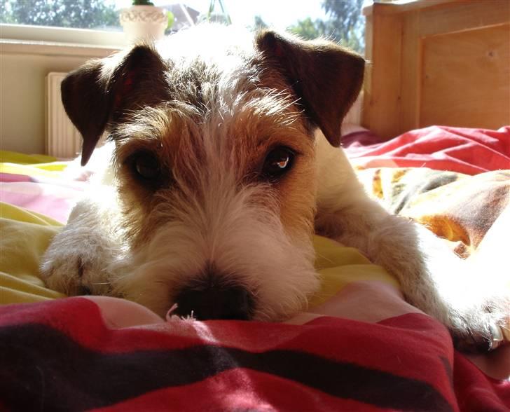 Parson russell terrier Ally billede 7
