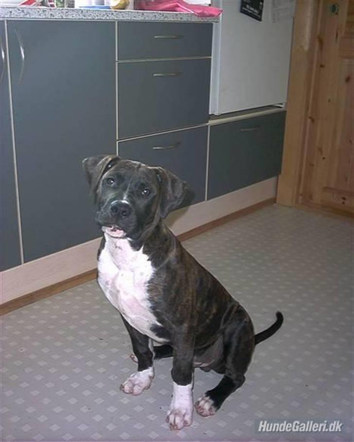 Blanding af racer Cody R.I.P billede 5