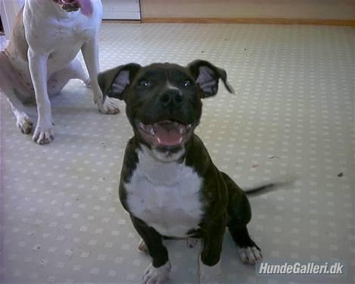 Blanding af racer Cody R.I.P billede 6