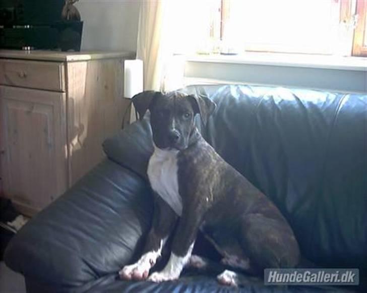 Blanding af racer Cody R.I.P billede 7