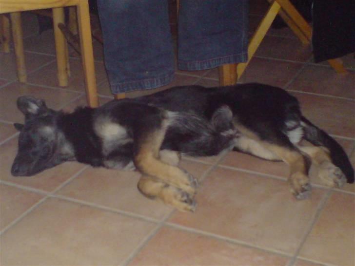 Schæferhund Nero - Godnat billede 8