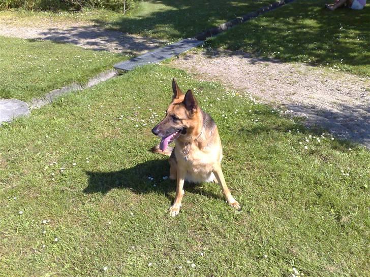 Schæferhund Aika - Det er godt nok varmt billede 1