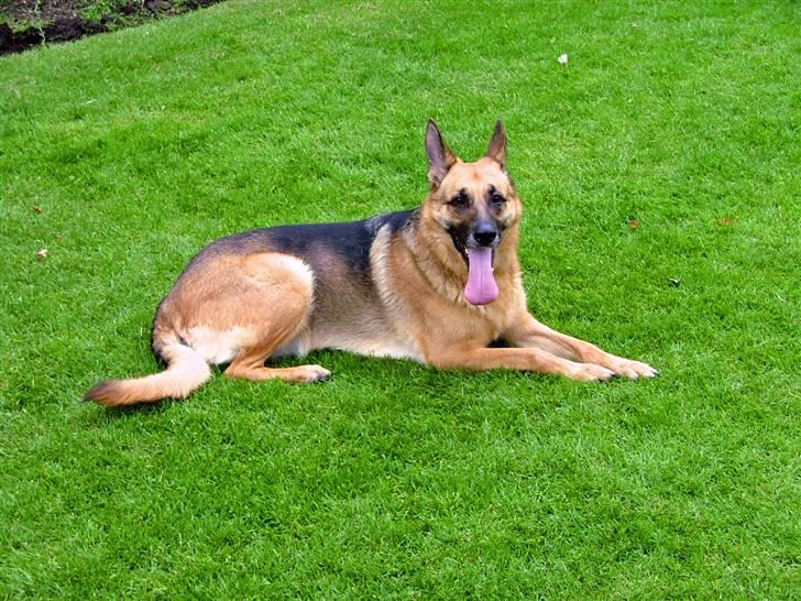 Schæferhund Aika - Tager lige en slapper i varmen billede 2