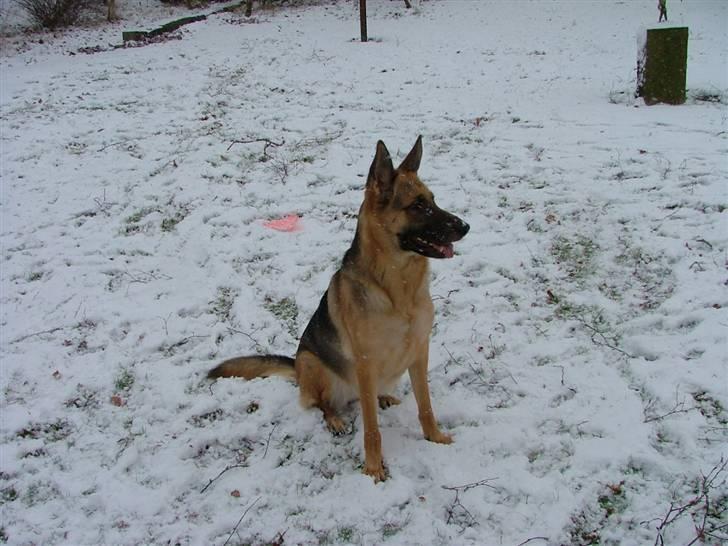 Schæferhund Aika - Det er dejligt med sne, elsker sne billede 3