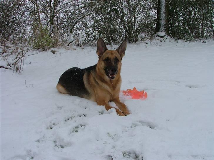 Schæferhund Aika - Bliver lige kølet ned billede 4
