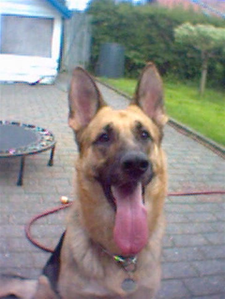 Schæferhund Aika - Er i byen hos venner billede 5