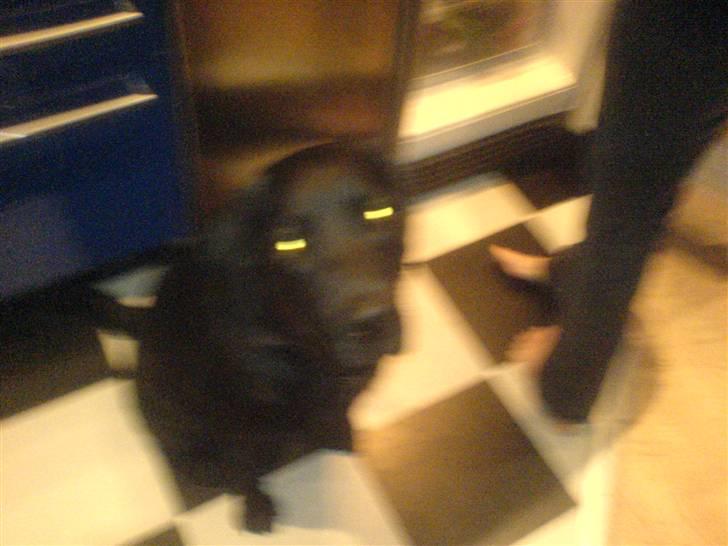 Labrador retriever louis - se på mig=) billede 5