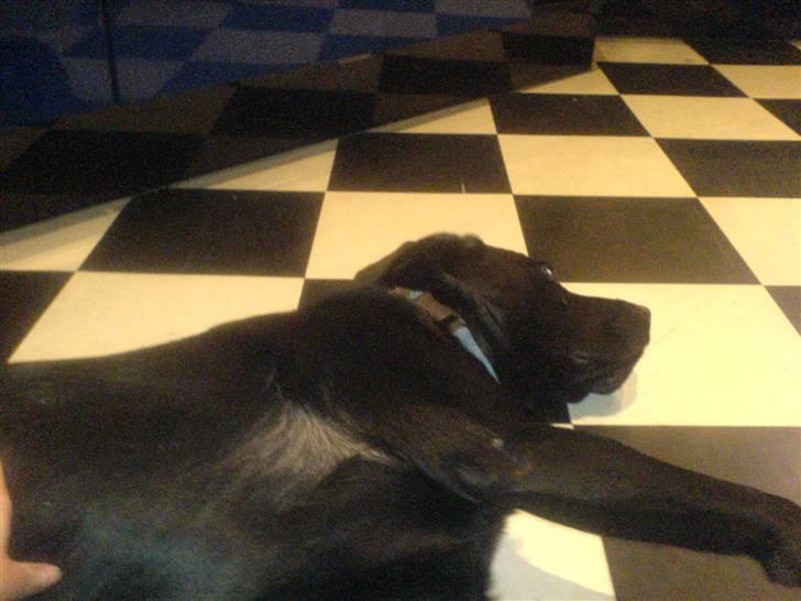 Labrador retriever louis - uhh, det er dejligt at blive kælet med=) billede 6