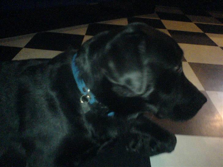 Labrador retriever louis - nu slapper jeg lidt af, endnu engang billede 7