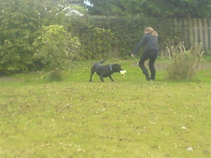 Labrador retriever louis - ih, det er sjovt at lege med manon. for hun kan ikke fange mig og bolden billede 8