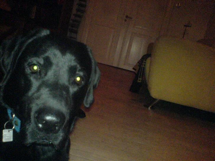 Labrador retriever louis - er jeg ik´ bare nuttet billede 9
