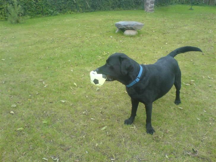 Labrador retriever louis - hvornår løber de efter mig? billede 10