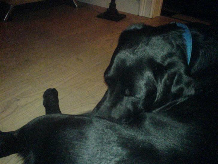 Labrador retriever louis - man skal ogs ha´ tid til at slikke sig=) billede 11