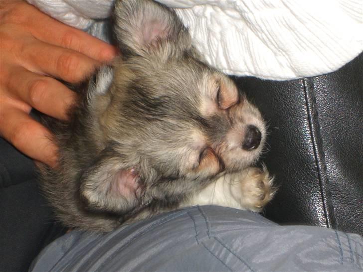 Chihuahua * NOAH * - 9 uger gammel. første dag i mit nye hjem. billede 1