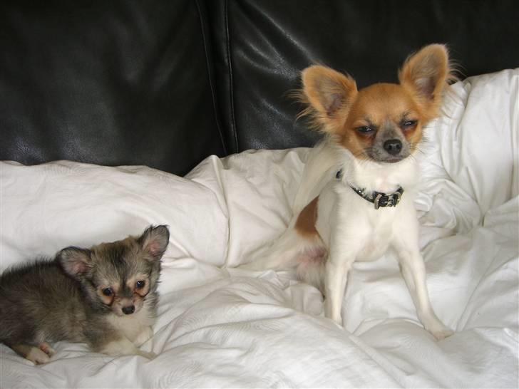 Chihuahua * NOAH * - her er jeg med min nye storebror - ni uger gammel billede 2