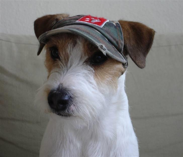 Parson russell terrier Ally billede 8